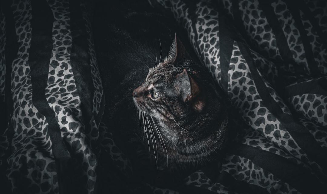 Maca