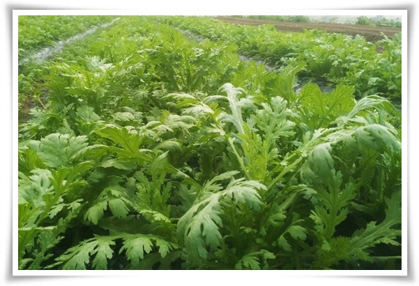 텃밭 &quot;5월에 심기 좋은 작물&quot; 초보도 척척, 실패 없이 풍성하게 수확하는 법!