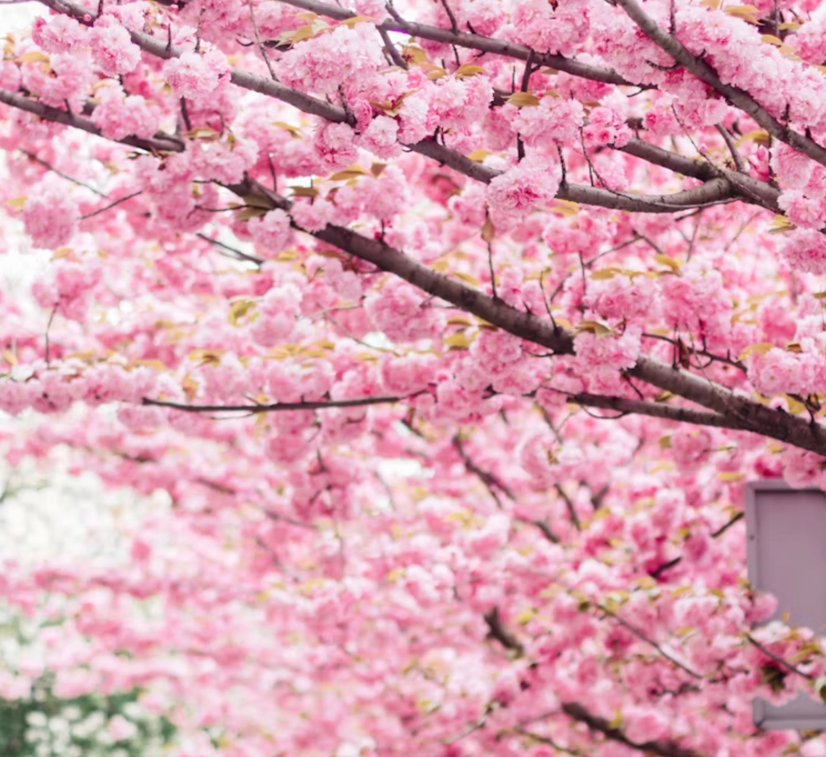 정독도서관 벚꽃 가는길