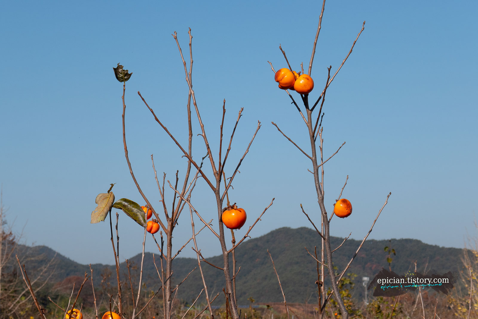 앙상한 나뭇가지에 달려서 익어가는 홍시감