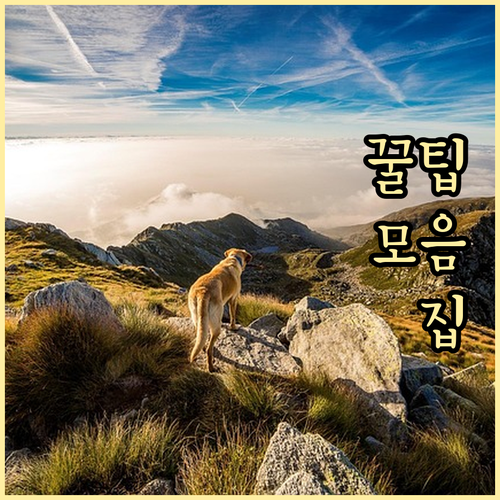 ESTA 신청 오류 걱정? 수수료 인..