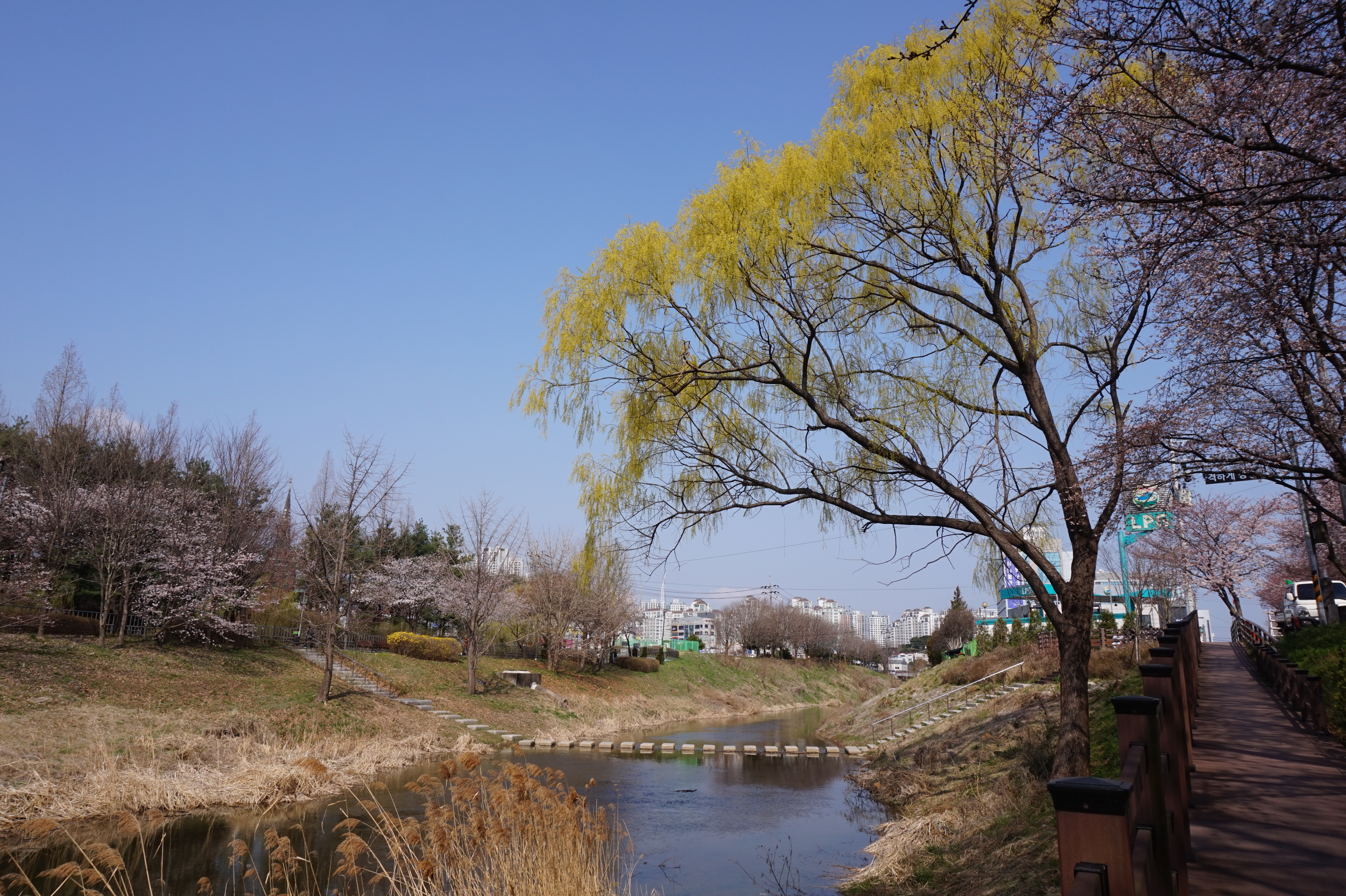 김포 벚꽃축제