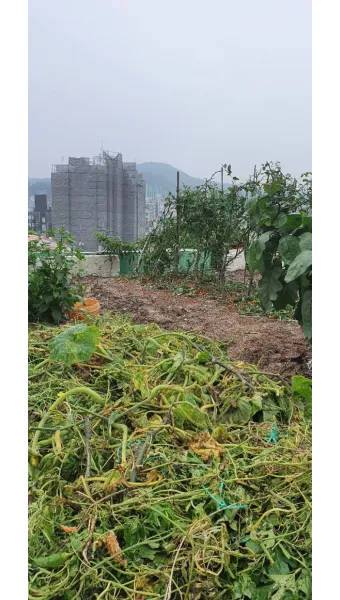 장마후 텃밭 관리, 고추밭 관리_32