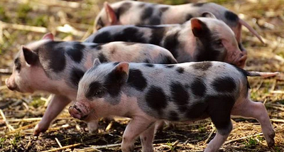 얼룩무늬-돼지들