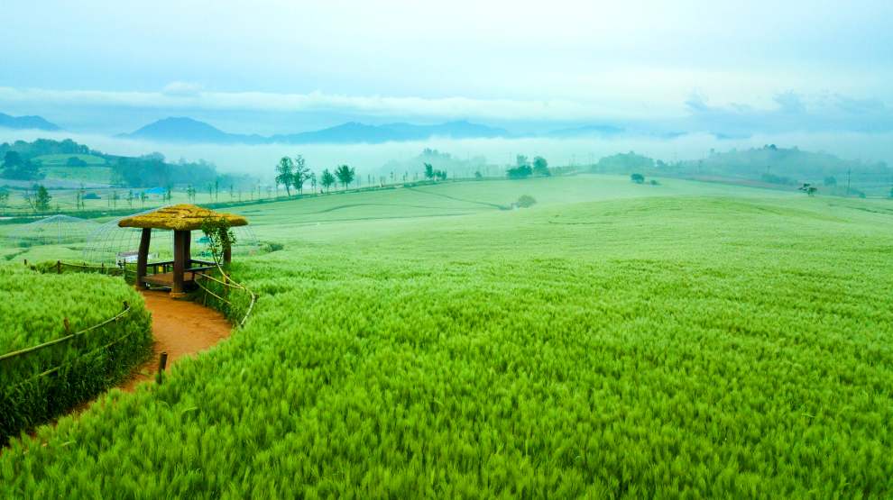 고창청보리밭축제