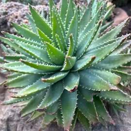 역류성식도염에 좋은 음식 영양제 식단