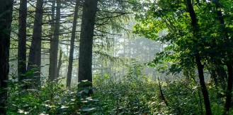 경북 산불 긴급 재난지원금 신청하기 관련사진