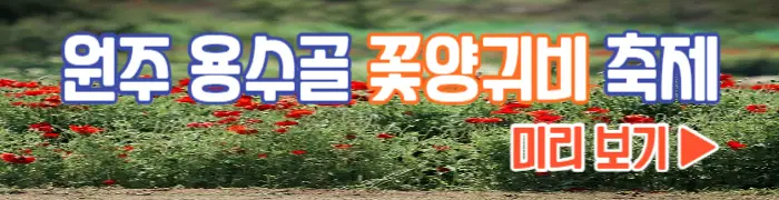 원주 용수골 꽃양귀비 축제 보기