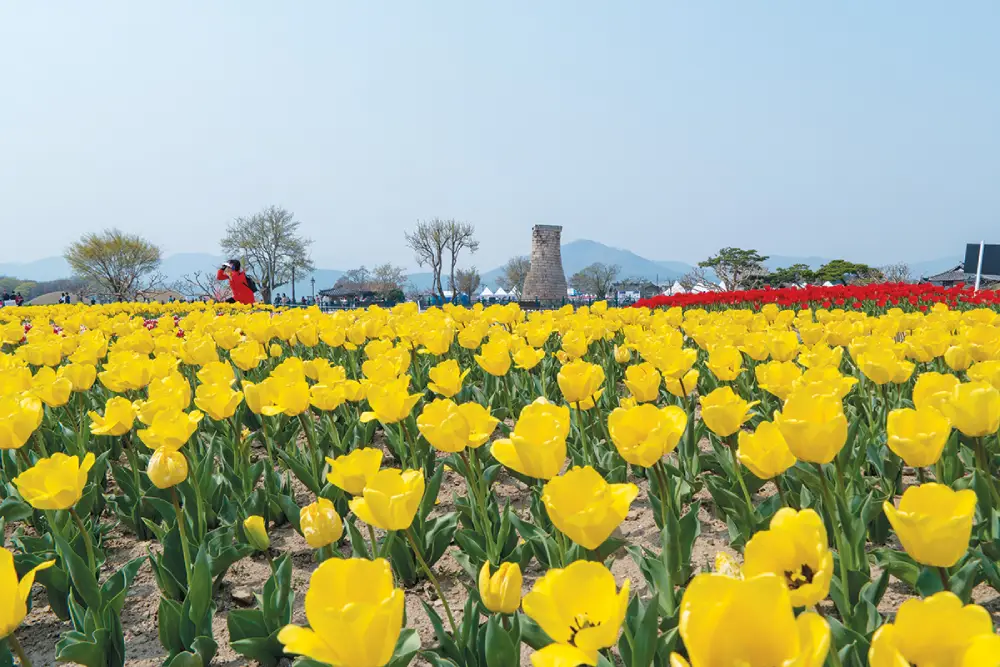 첨성대 유채꽃&튤립