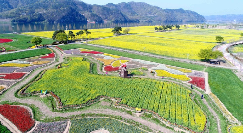 전국 유채꽃 명소 BEST5, 제주&middot;부산&middot;창녕&middot;고창&middot;구리 개화시기&middot;축제일정
