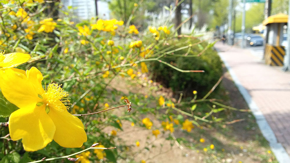 서울둘레길 3코스 고덕산&middot;일자산 애기똥풀