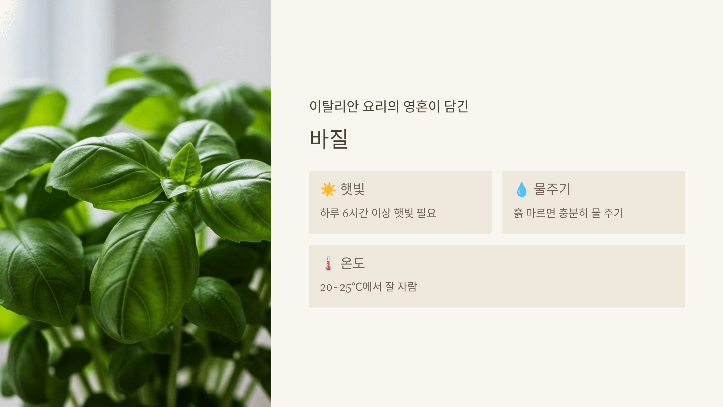 바질 – 향긋한 요리 필수템