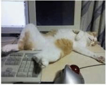 고양이 웃긴 행동&#44;웃긴 고양이 사진&#44;귀여운 고양이 사진 및 고양이 종류