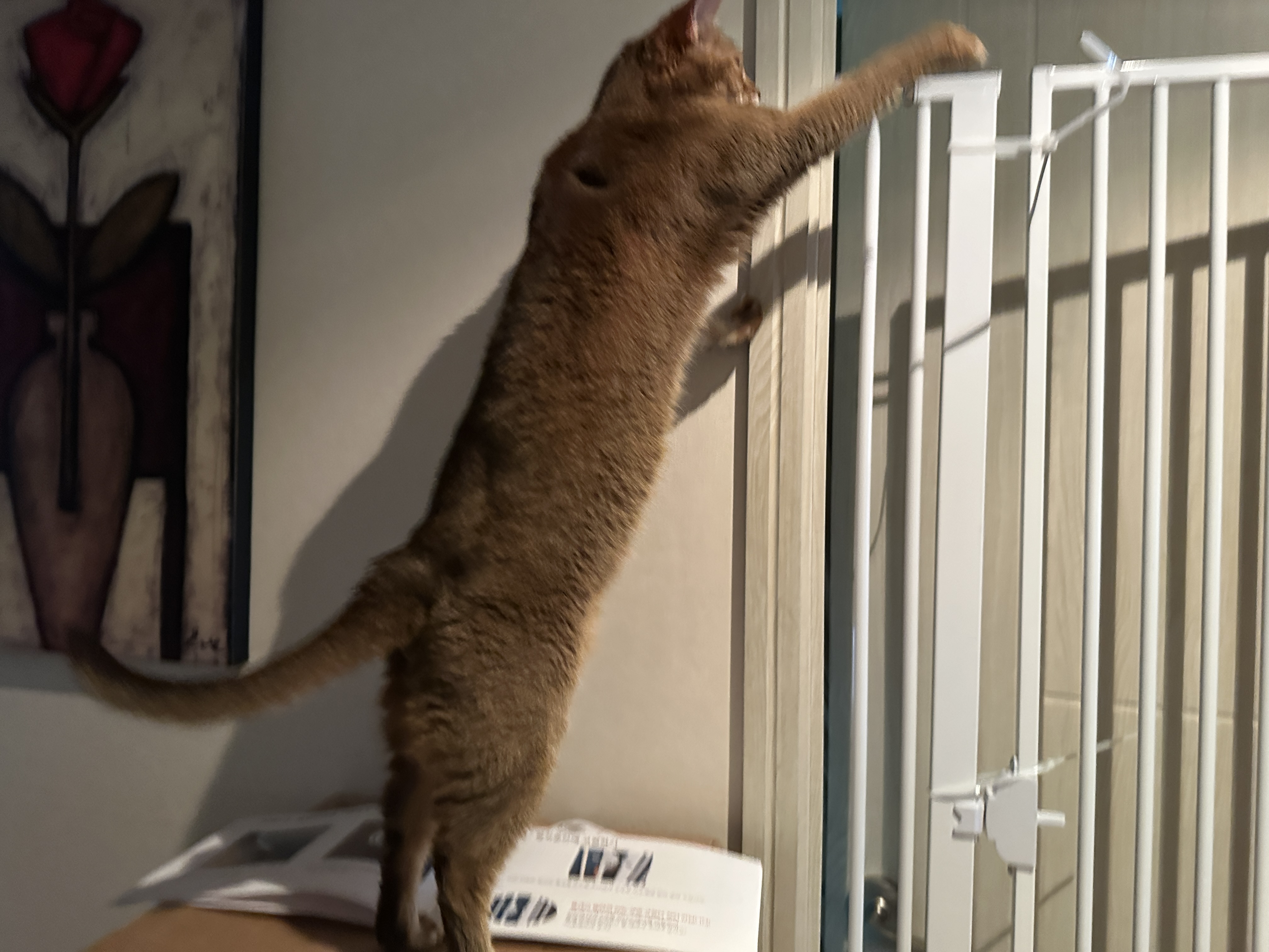 안전문_위로_앞발을_뻗어보는_루디
