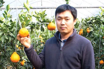 한라봉 재배 비가림 재배 가지 전정 당도 높이기_11