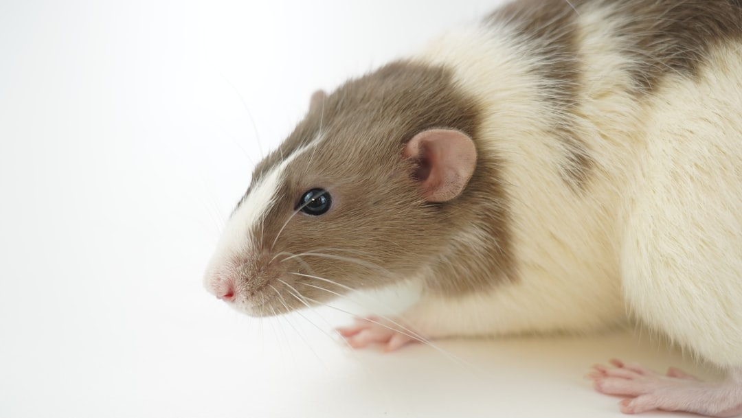 Mouse