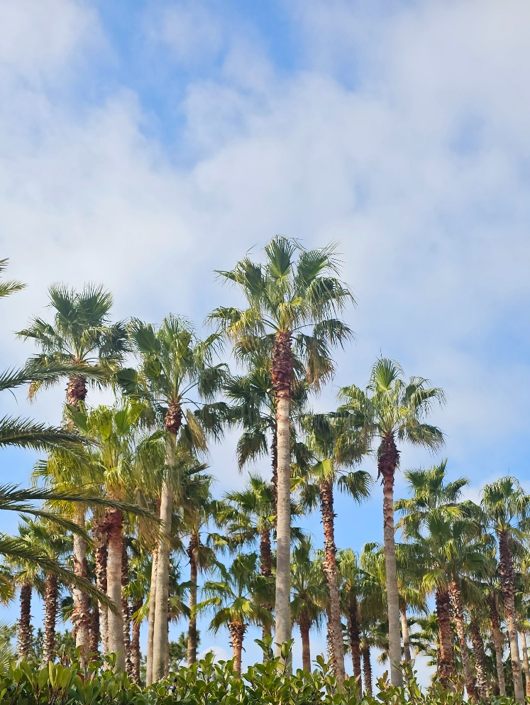 제주도 중문단지