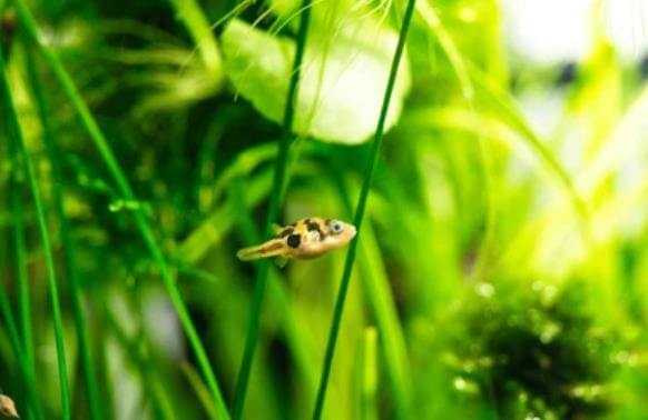 피그미 복어, 초보자가 키우기 좋은 복어.