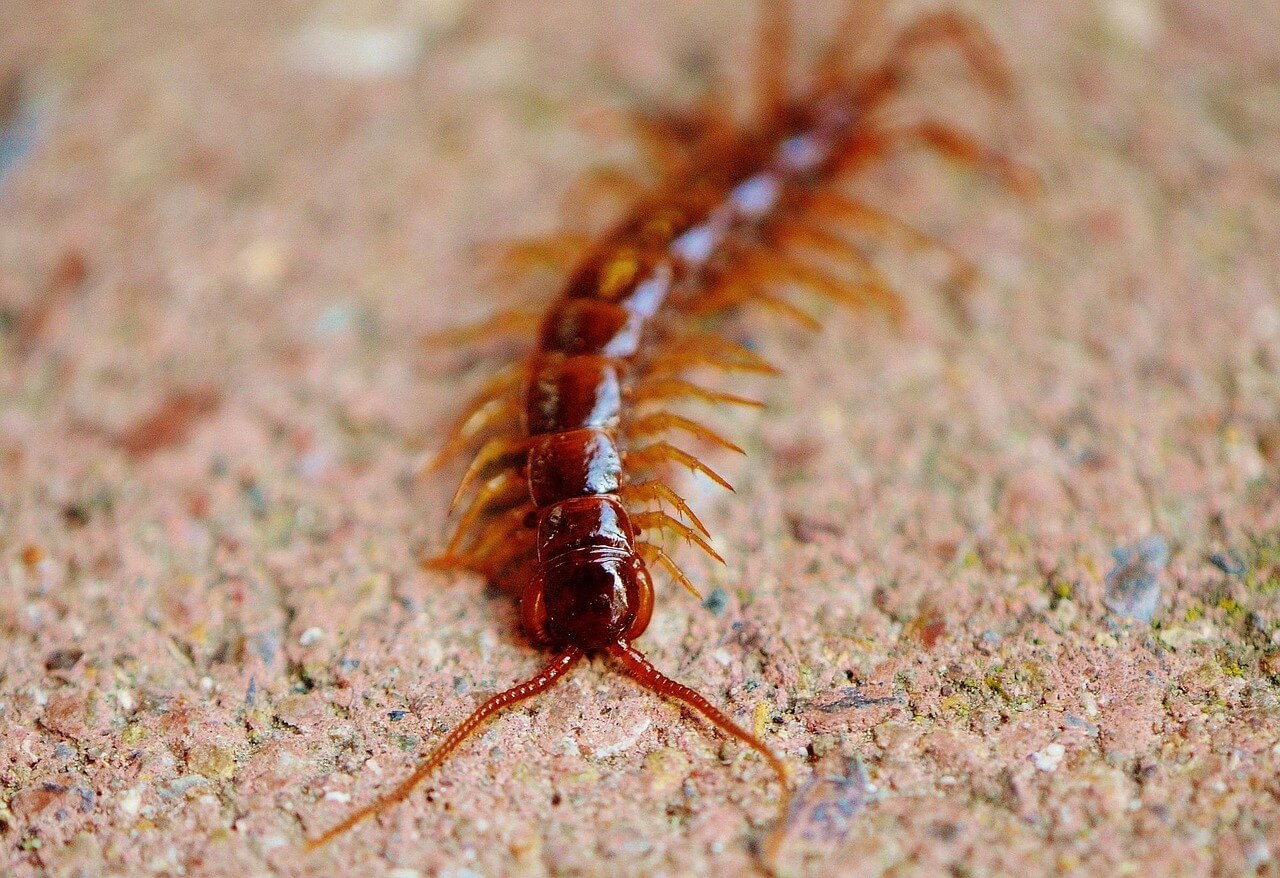 지네 퇴치법