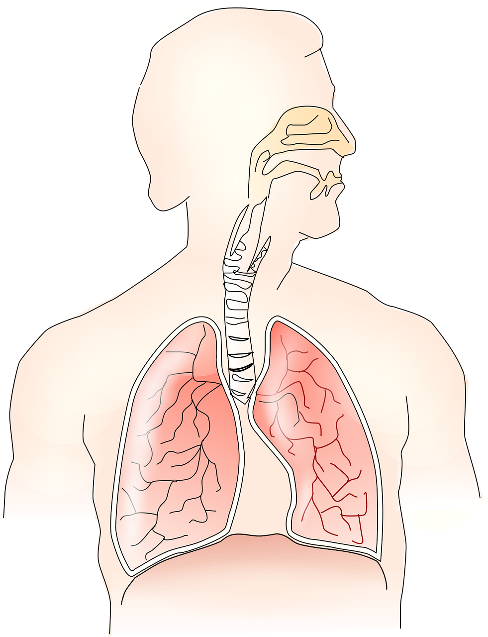 기관지 통한 폐 연결 그림