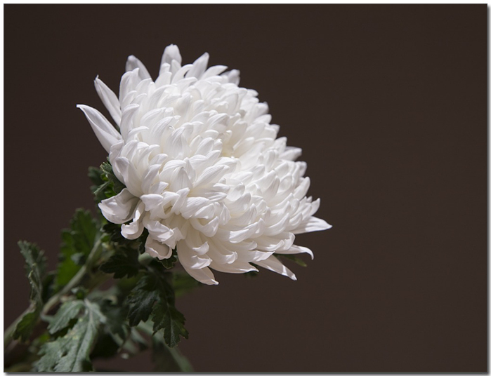 ํ์ ๊ตญํ ํ์ก์ด