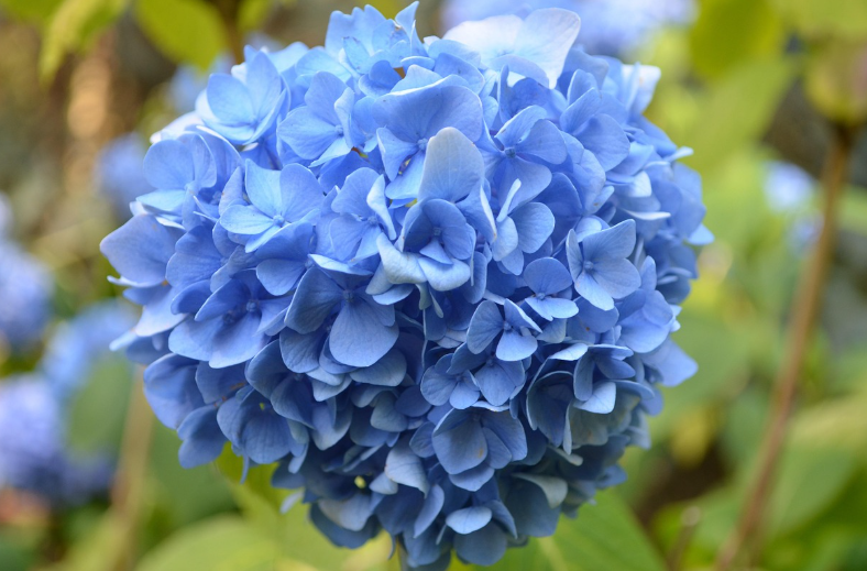 전국 수국 명소 총정리! 6월 인생샷 스팟 추천🌸