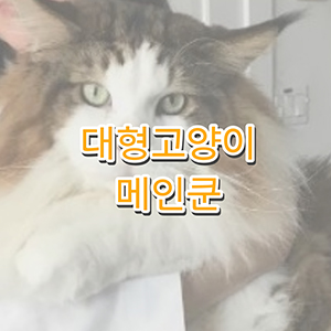 메인쿤