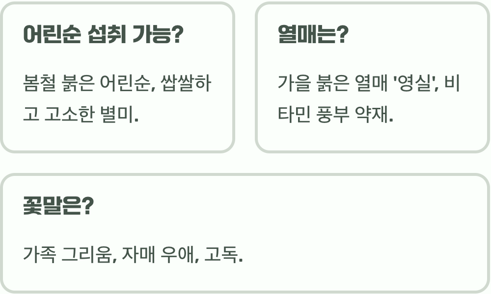 토종 장미 찔레꽃, 일반 장미와의 결정적인 차이점 3가지