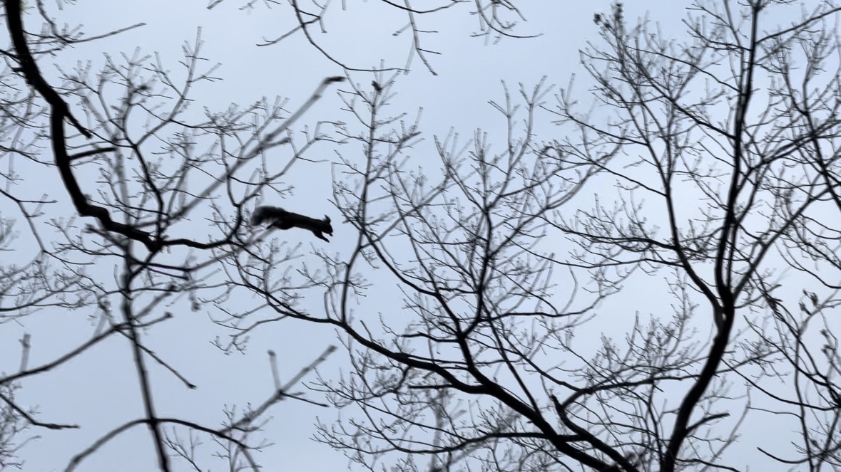 국립아세안자연휴양림-청설모