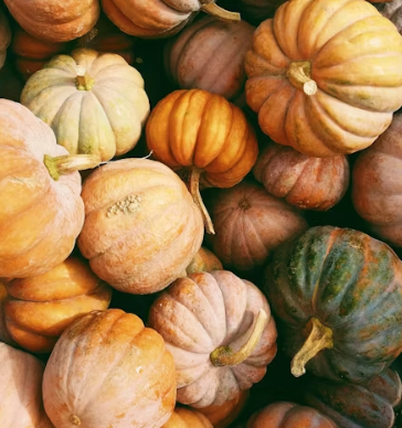 호박 효능과 부작용 고르는법 칼로리