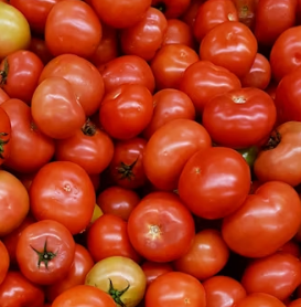 토마토 효능 부작용 고르는법 칼로리