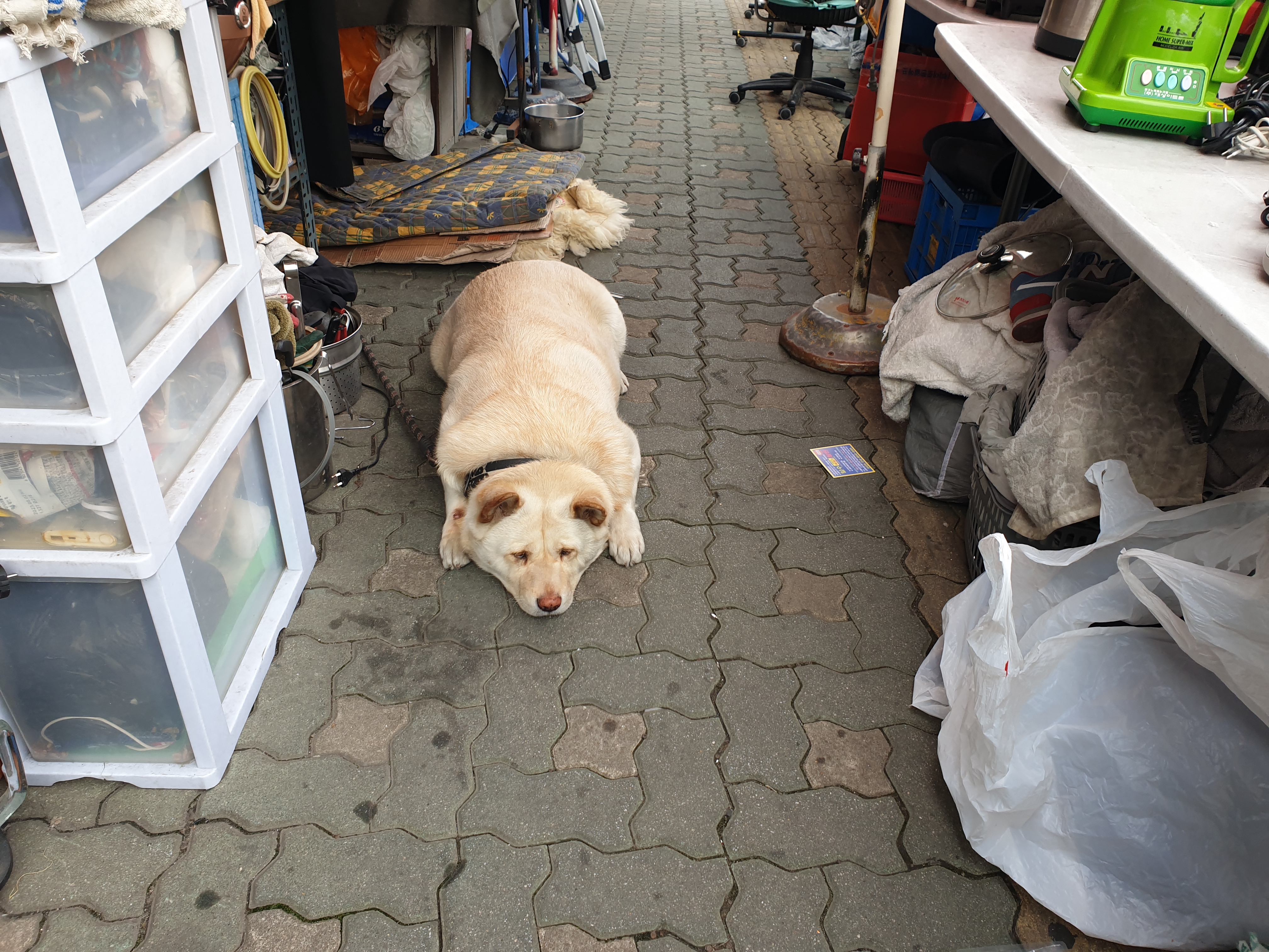 가게를 지키는 강아지