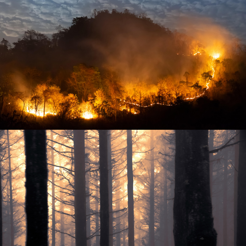 꿈속ㅔ서보는산불현장