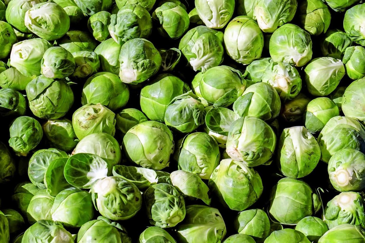 양배추가 무더기로 쌓여있는 사진