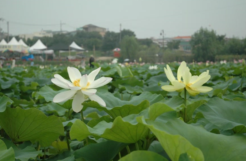 물위에 핀 연꽃