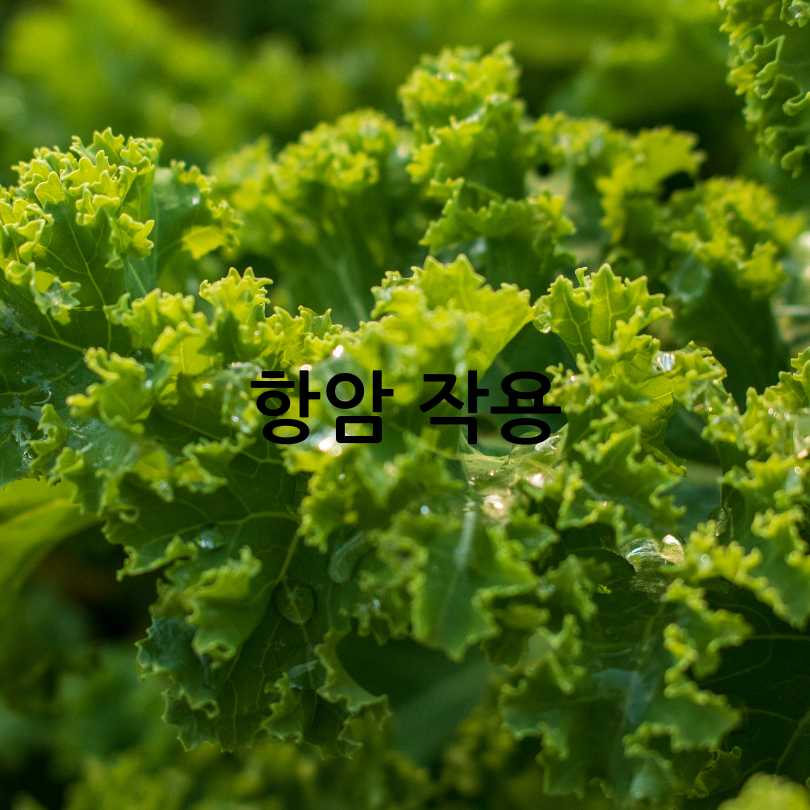 암을 쫓는 채소, 컬리케일 효능 총정리