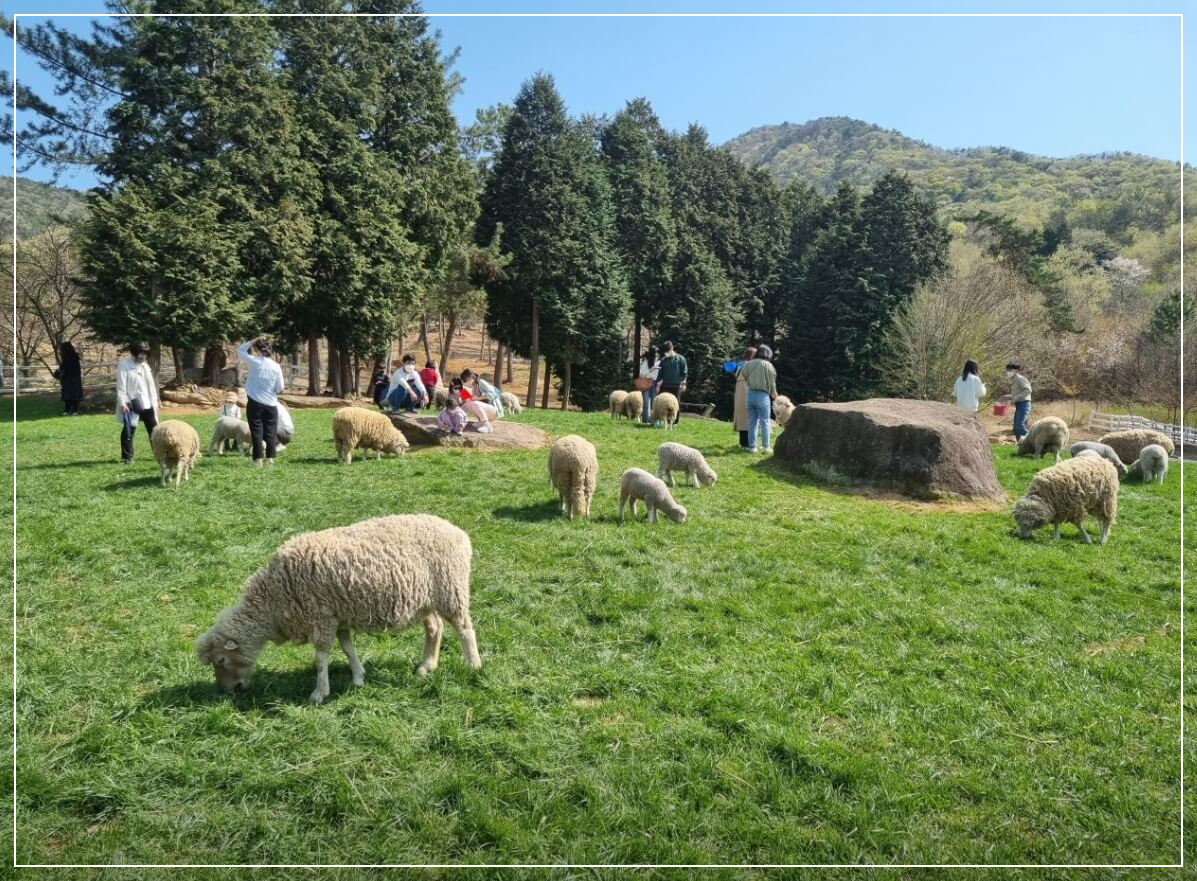 남해 가볼만한곳 베스트10 양마르뜨언덕 양떼목장