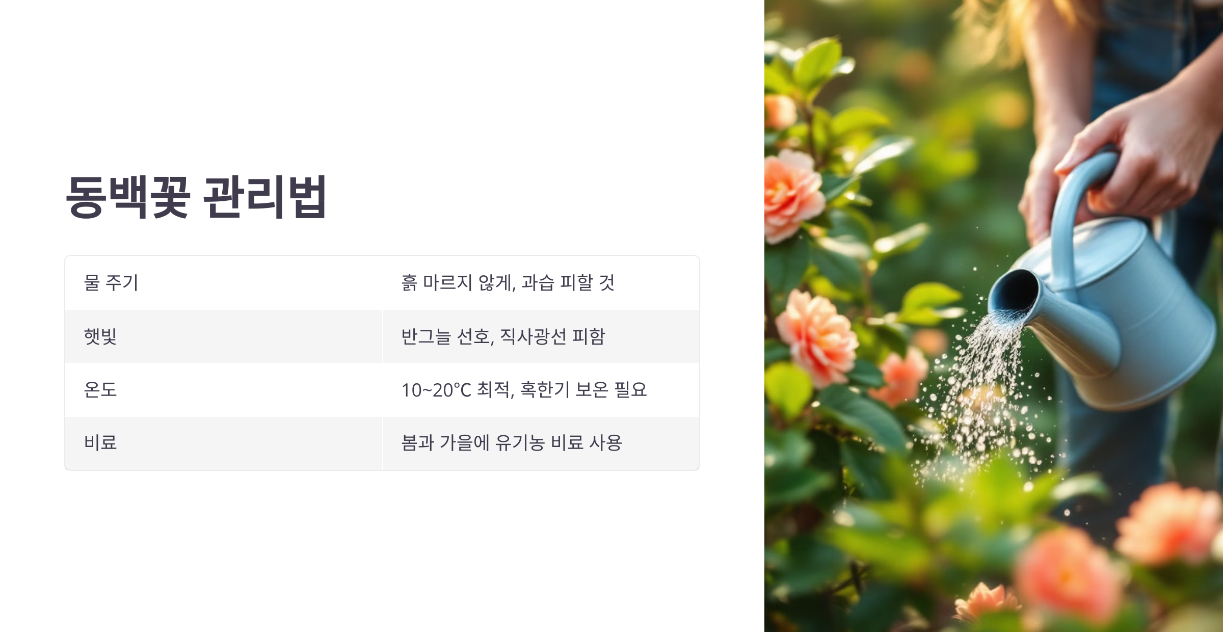 동백꽃 사진