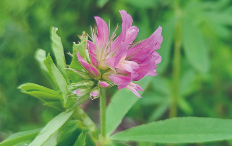 국립한국자생식물원