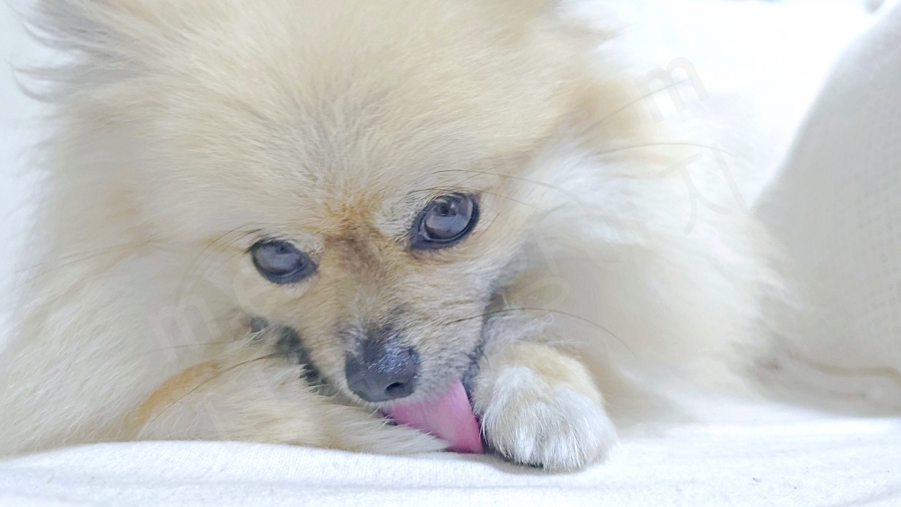 강아지가 자기 앞발을 핥는 이유