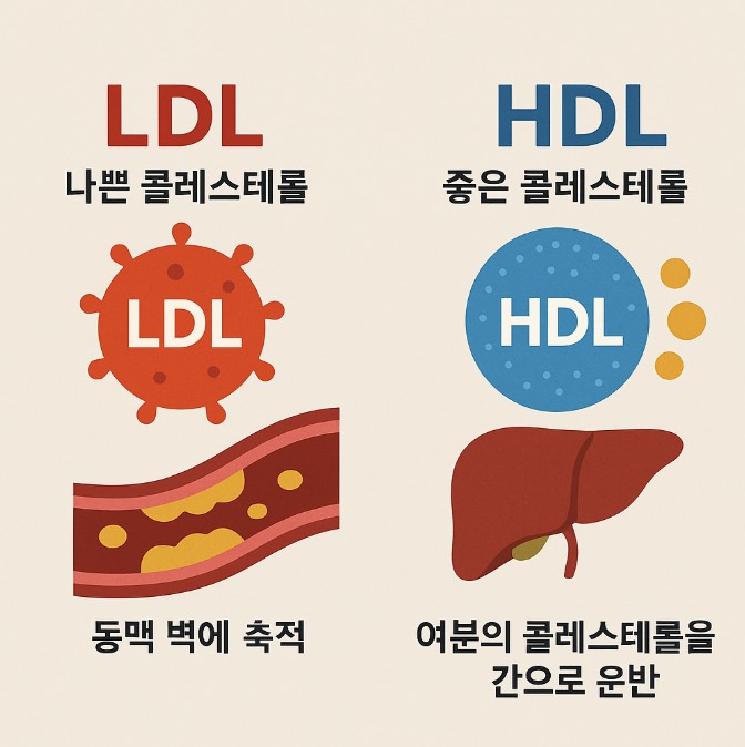 콜레스테롤이란 무엇인가요