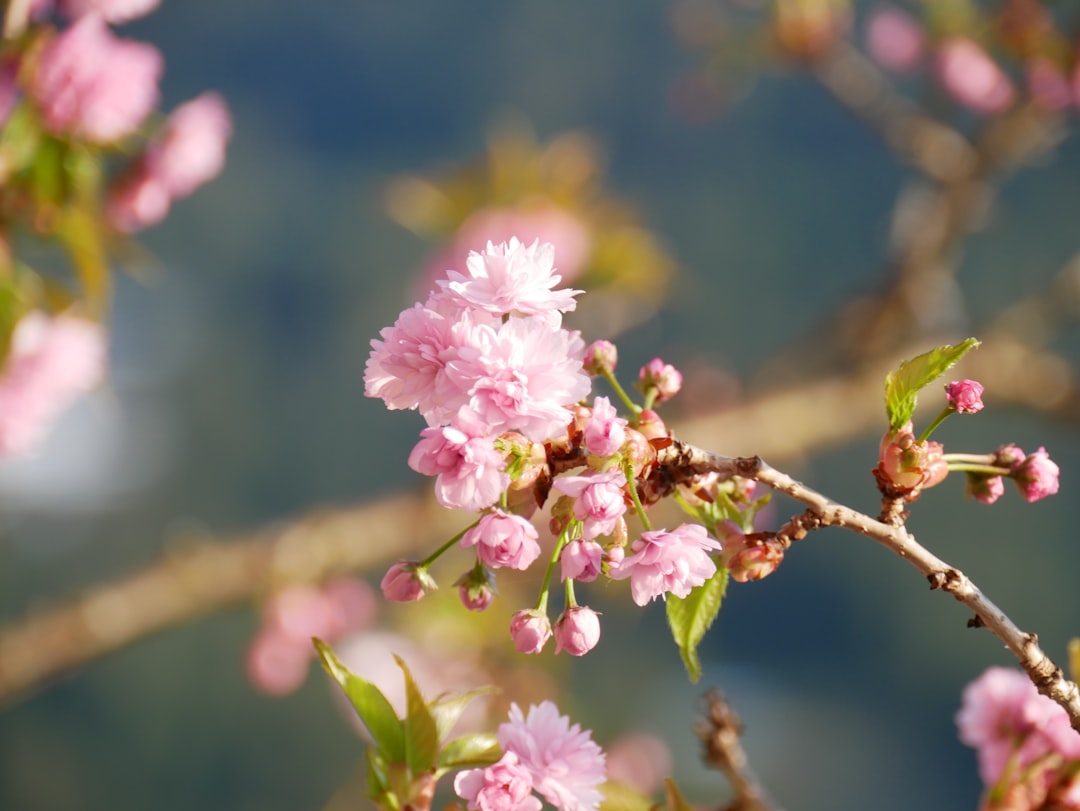Sakura