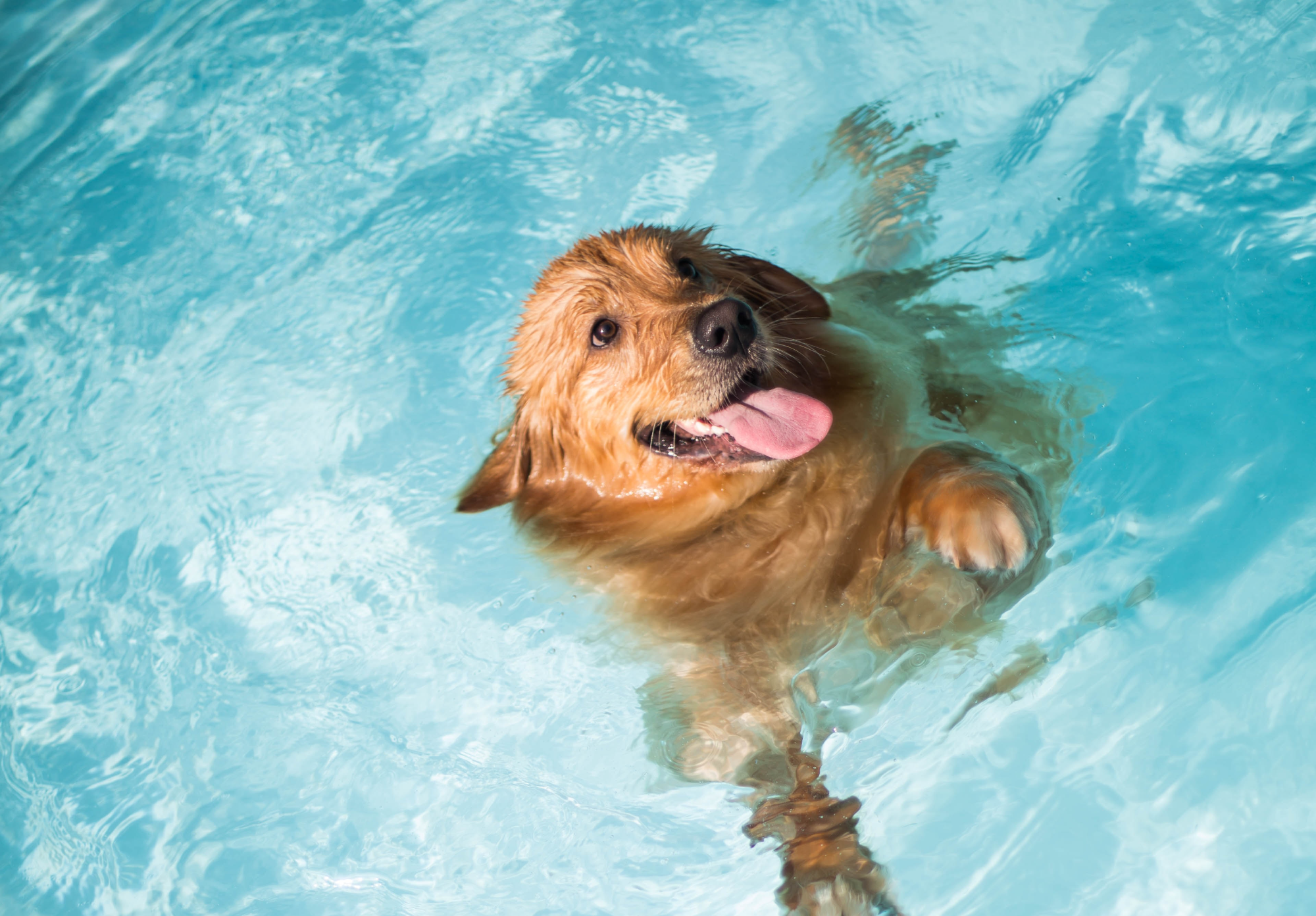 수영하는-강아지-사진