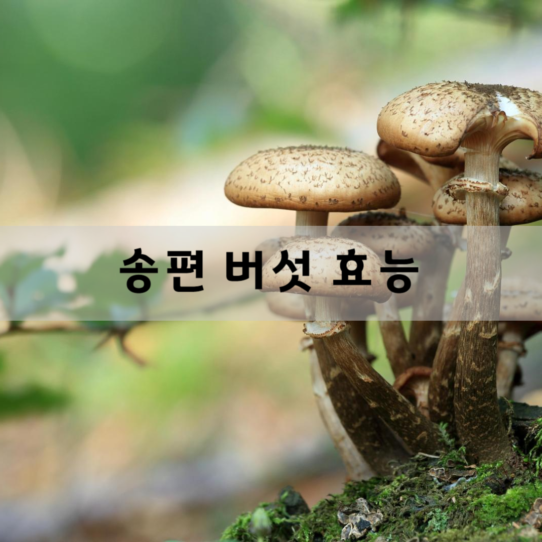 송편-버섯-효능