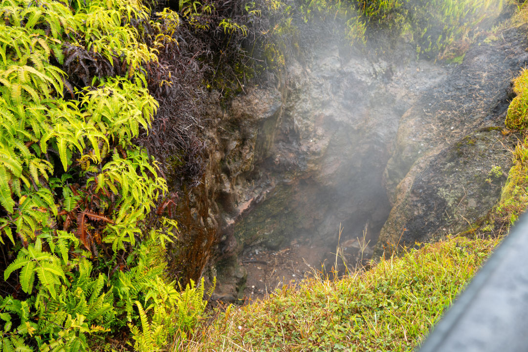 하와이 스팀벤츠