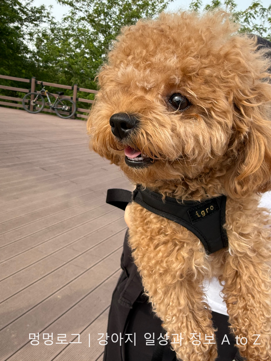 강아지 피부병 증상 바로 알아보고, 자가 대처법 실천해보세요!