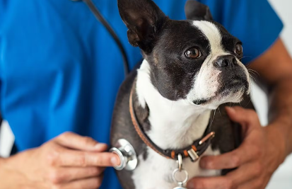 진료중인 강아지