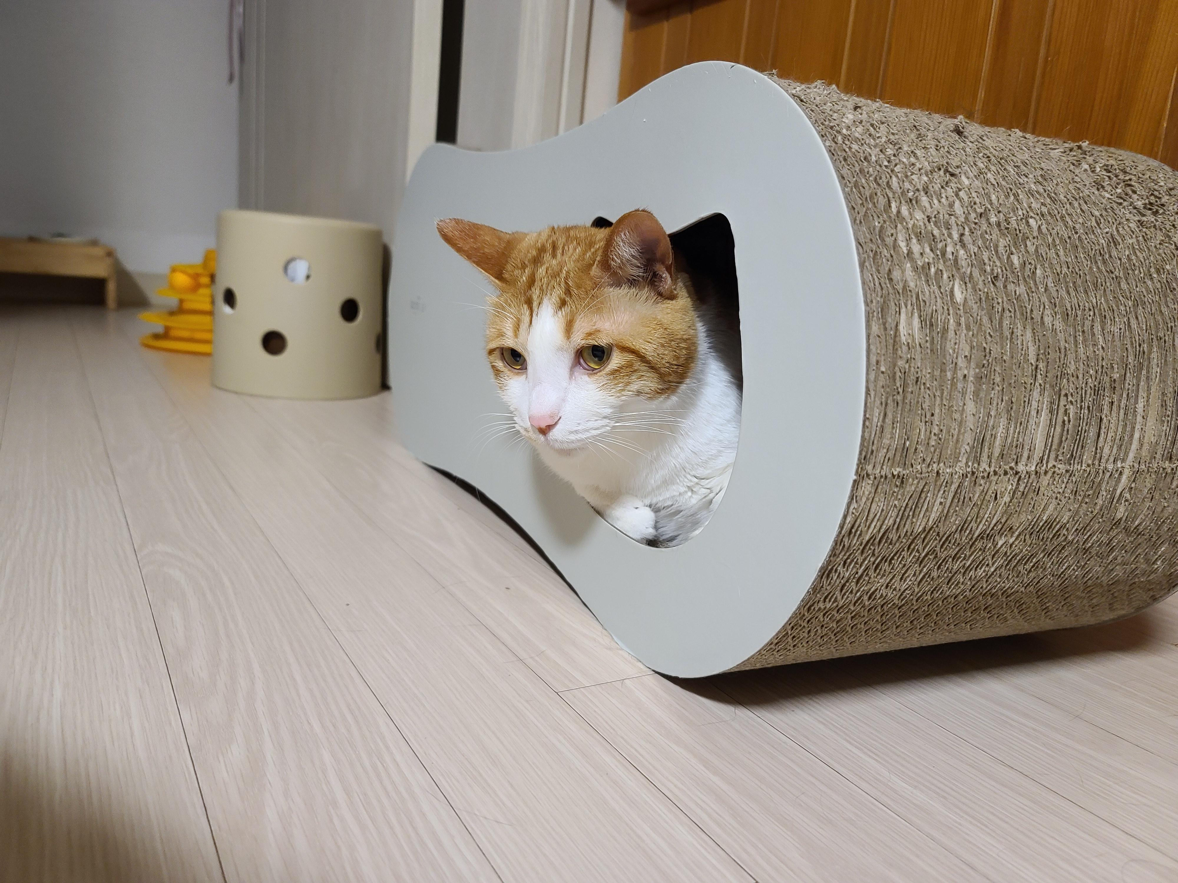 막둥이 삐용이의 요즘 근황.