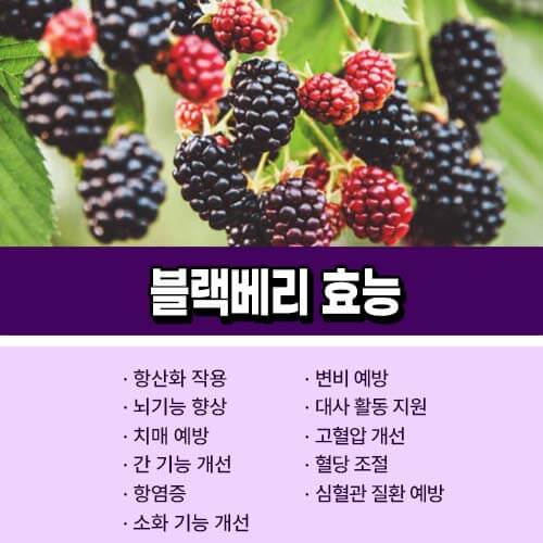 블랙베리_효능