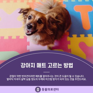 강아지 매트 시공
